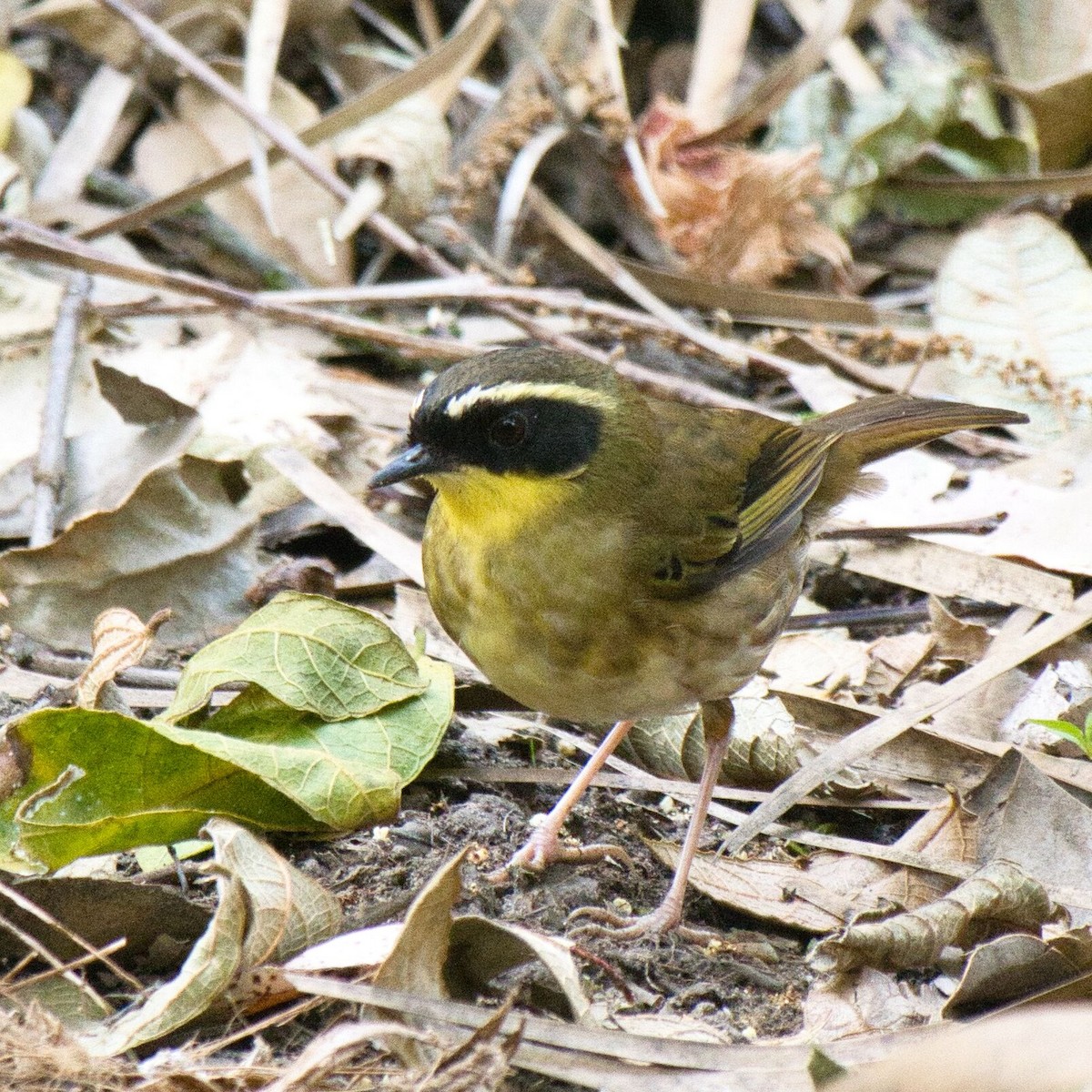 Yellow-throated Scrubwren - ML623414641