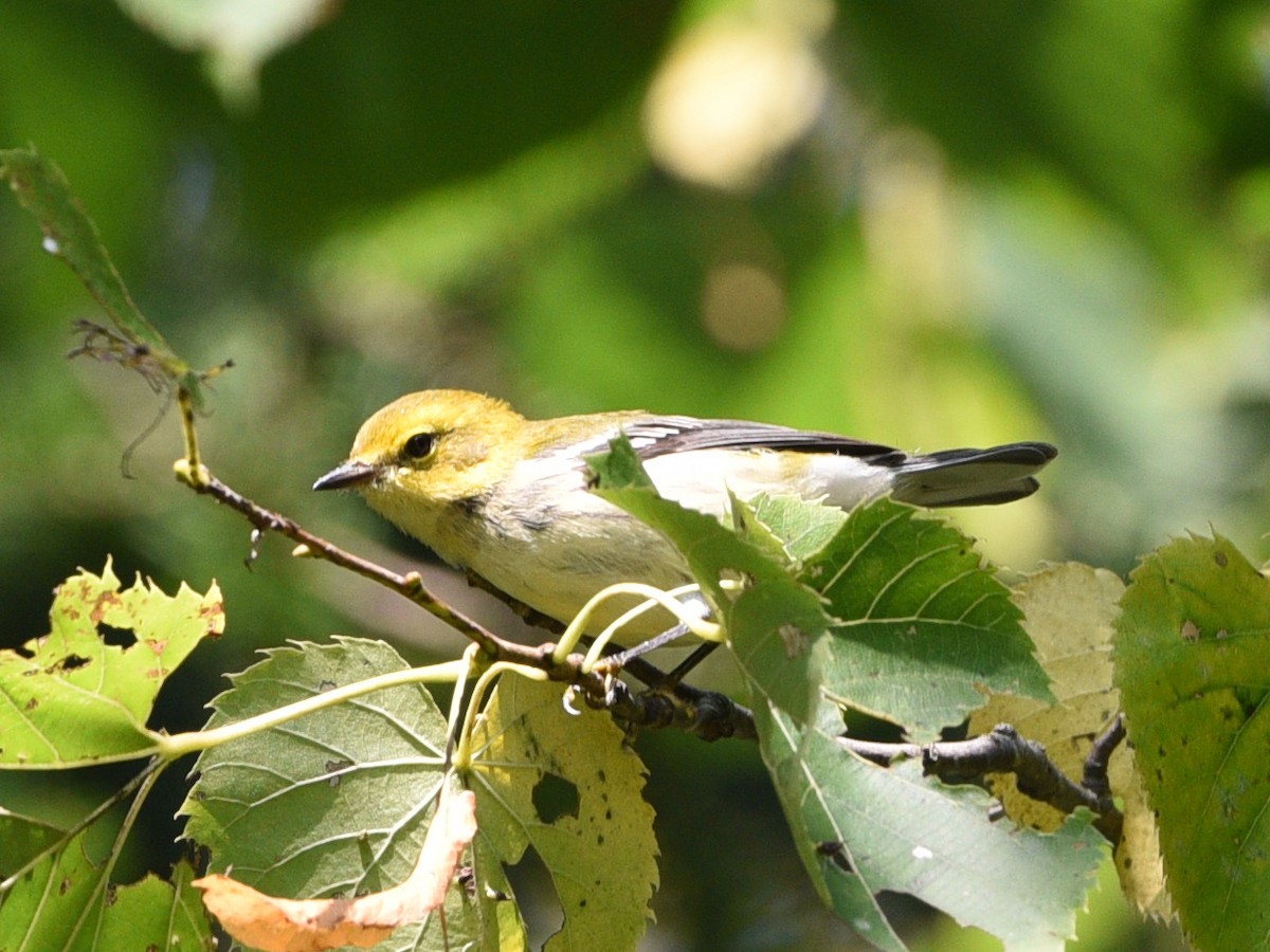 Grünmantel-Waldsänger - ML623414657