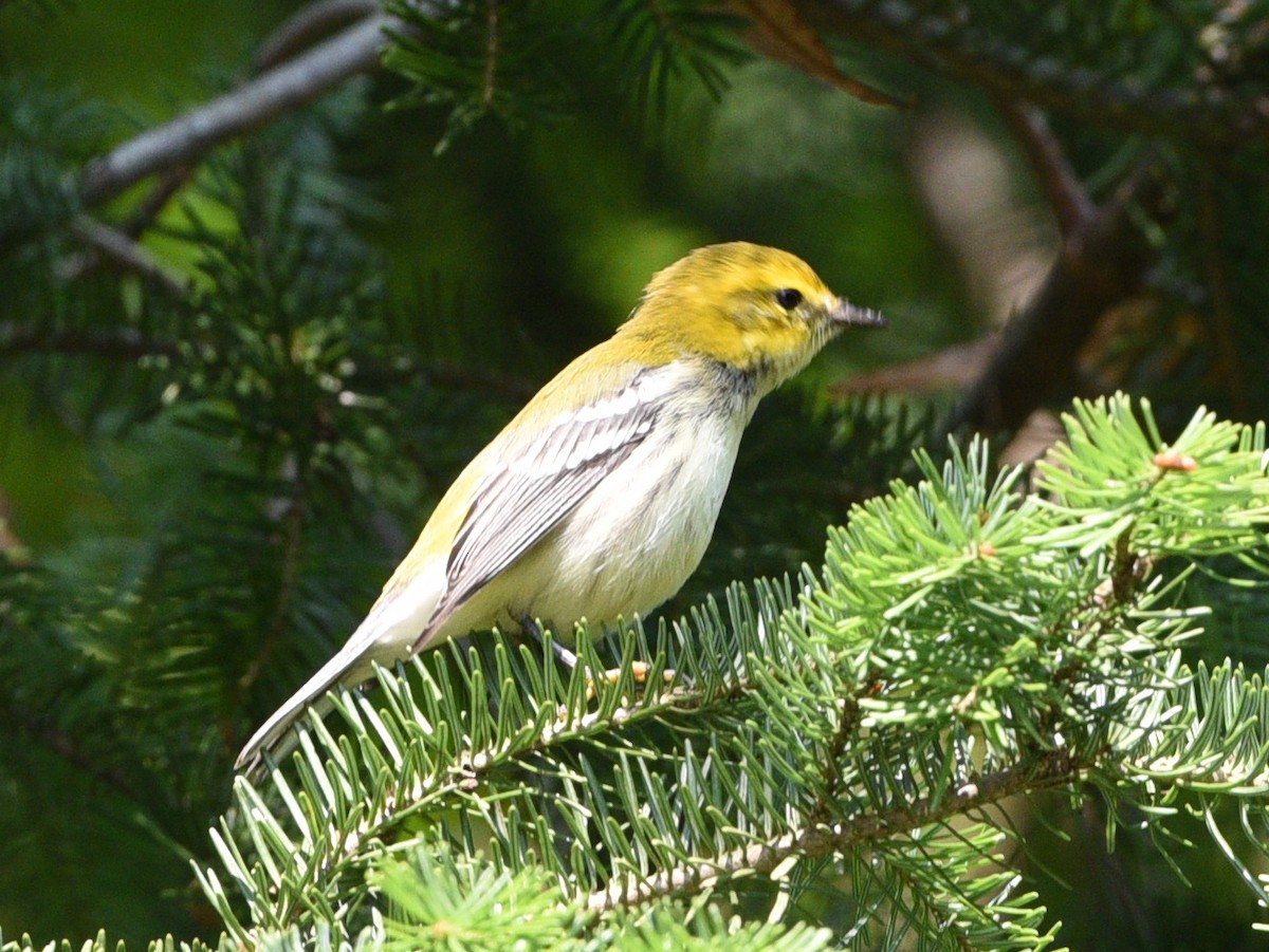 Black-throated Green Warbler - ML623414659