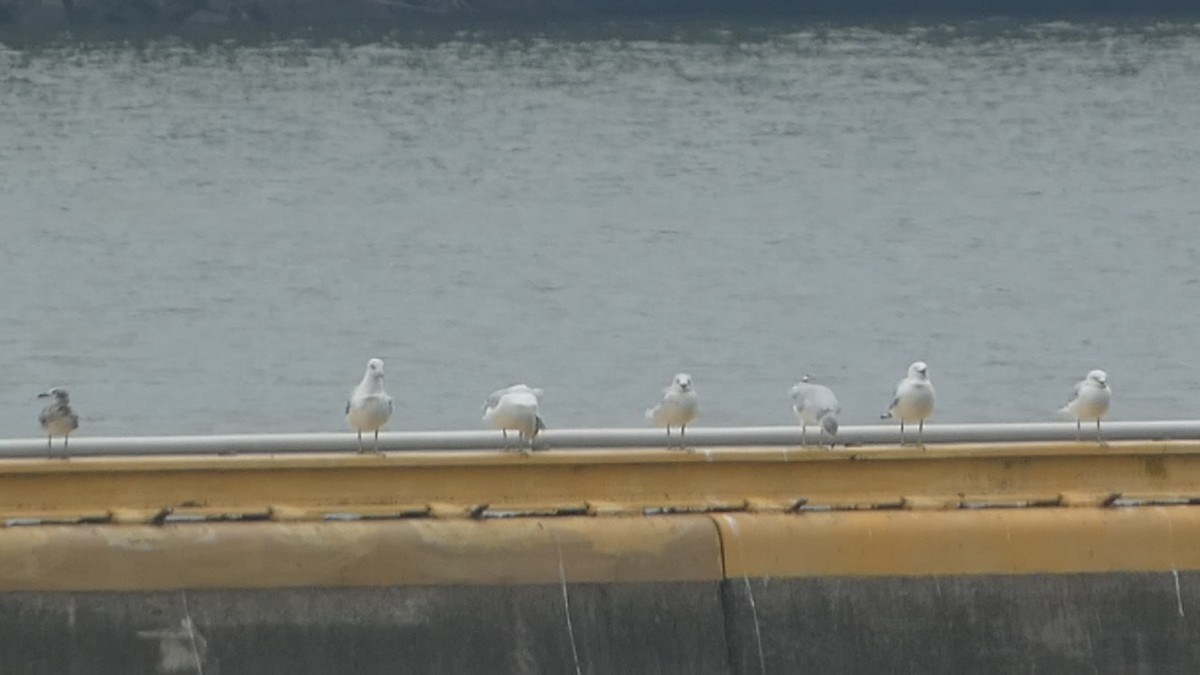 Laughing Gull - Josh Matlock