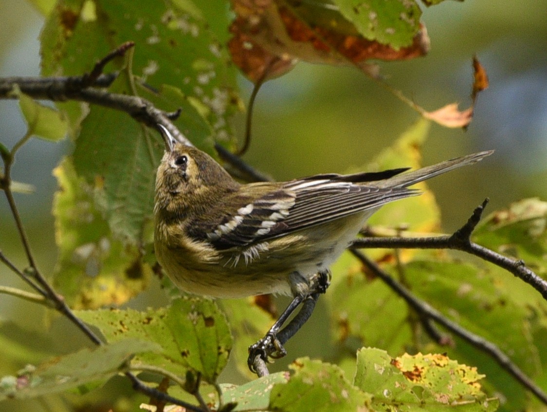 Blackburnian Warbler - ML623414672