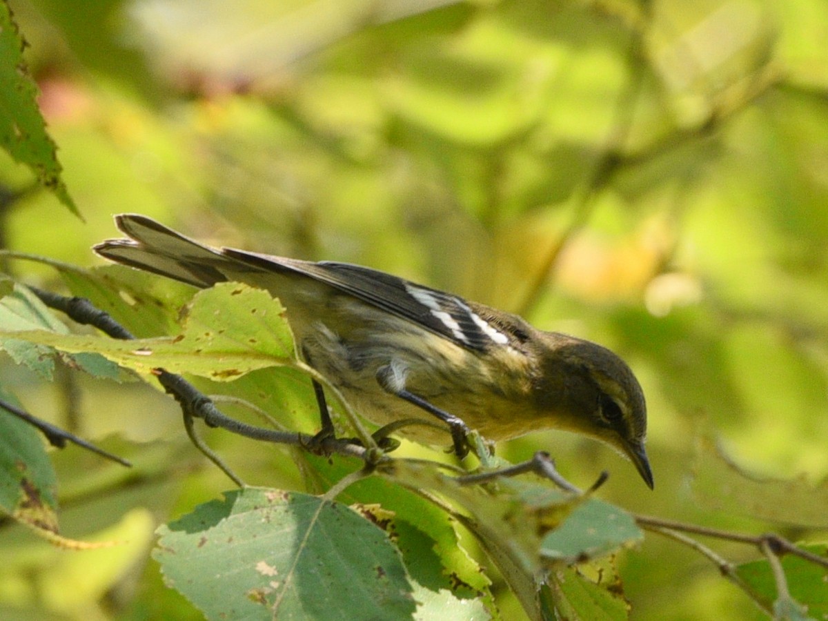 Blackburnian Warbler - ML623414675