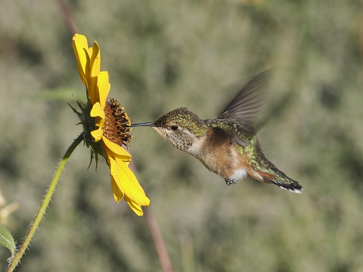 bredhalekolibri - ML623414751