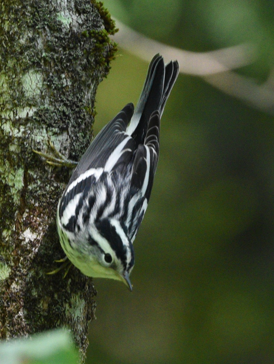 Black-and-white Warbler - ML623414758