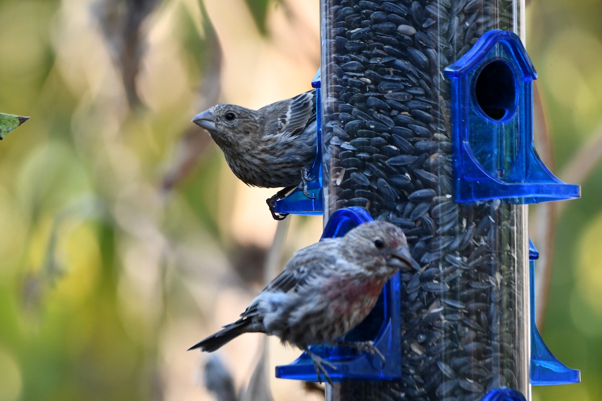 House Finch - ML623414761