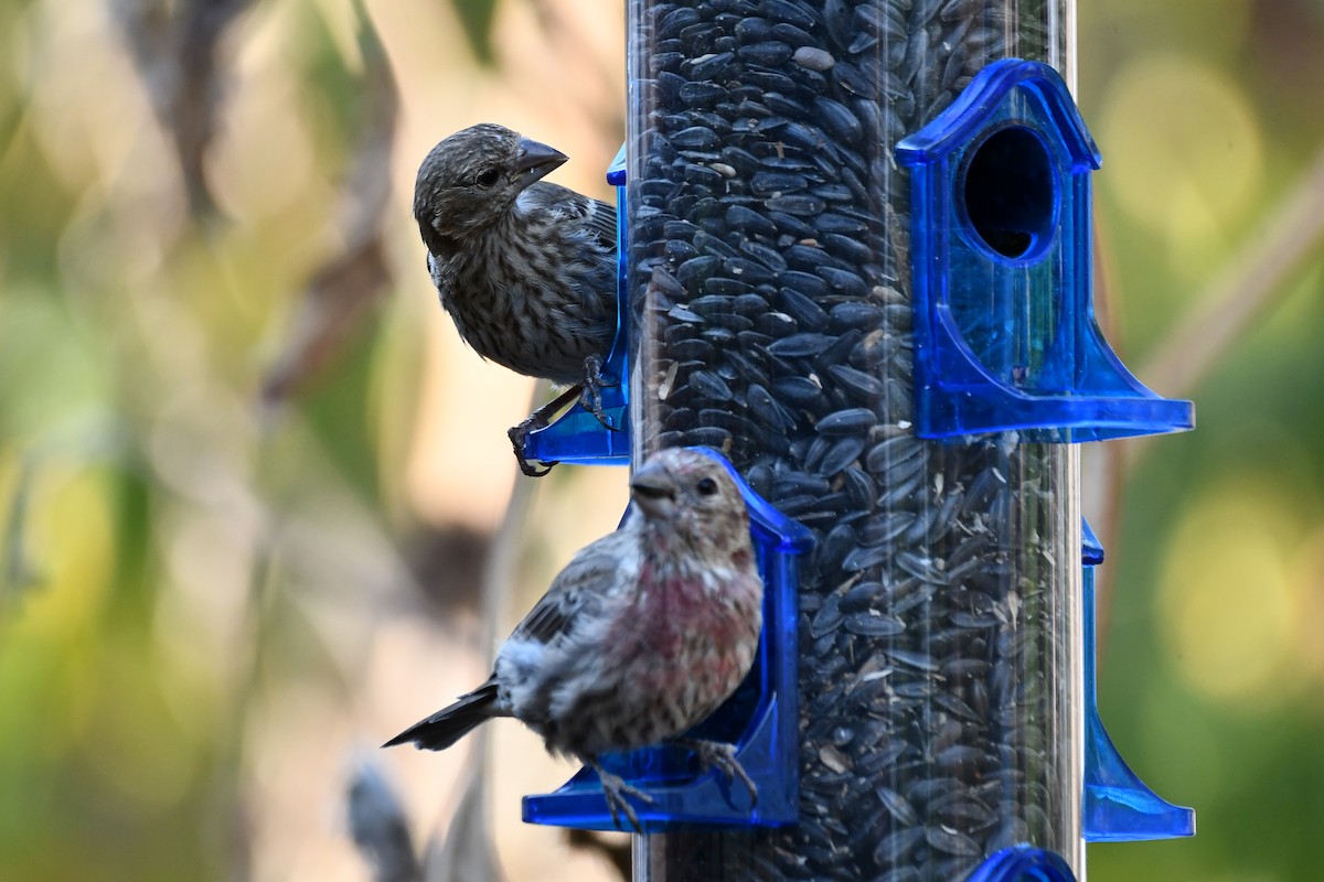 House Finch - ML623414762