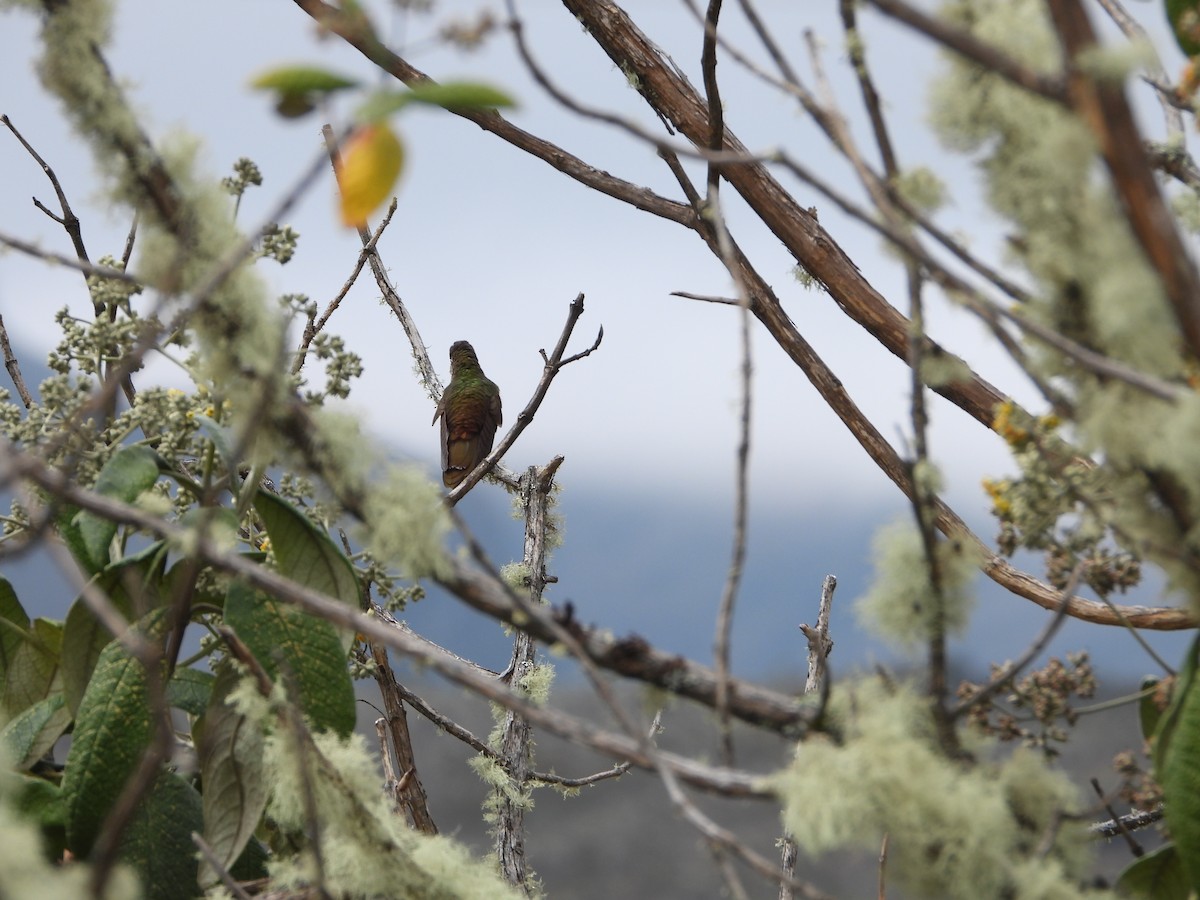 Bronze-tailed Thornbill - ML623414773