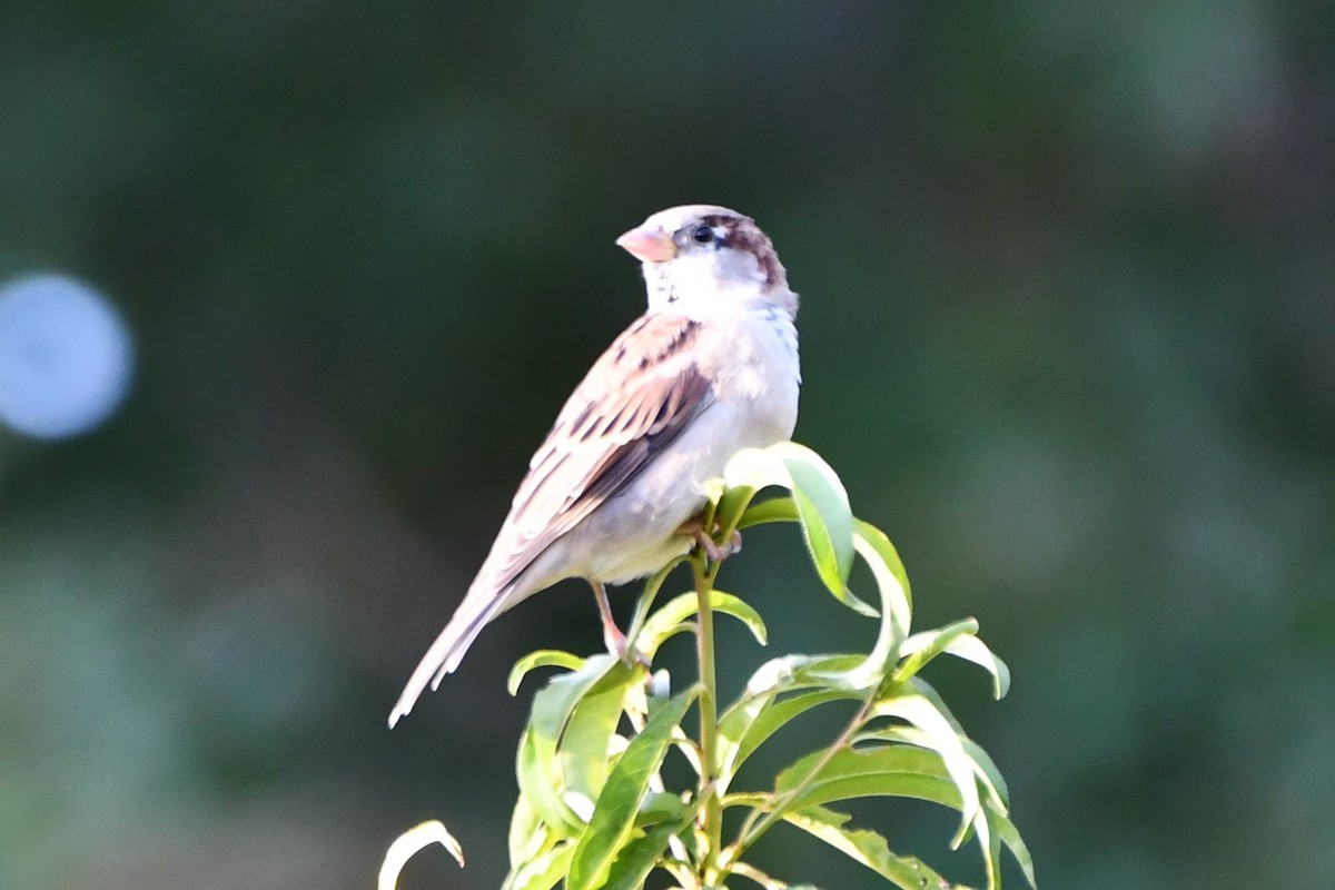 House Sparrow - ML623414781