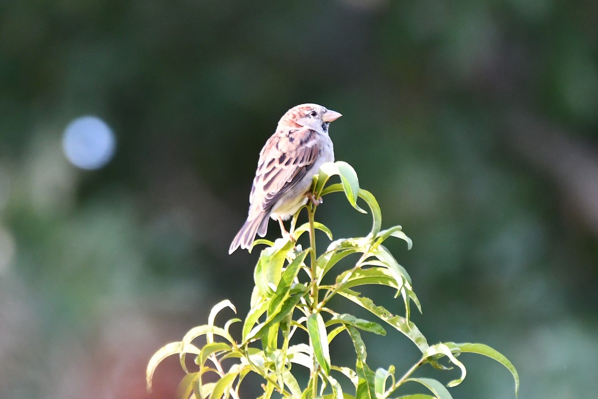 House Sparrow - ML623414782