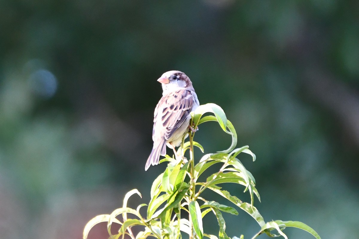 House Sparrow - ML623414783