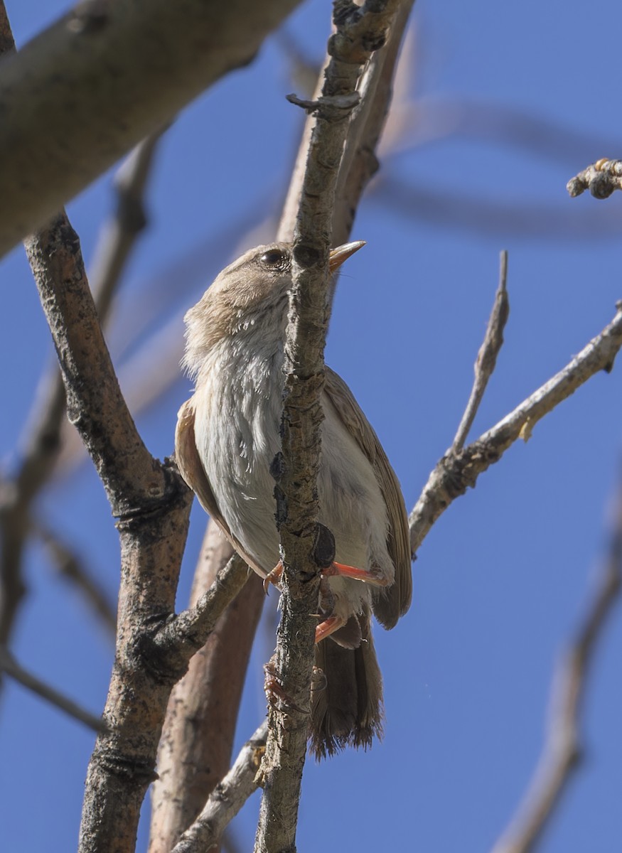 Scrub Warbler - ML623414787