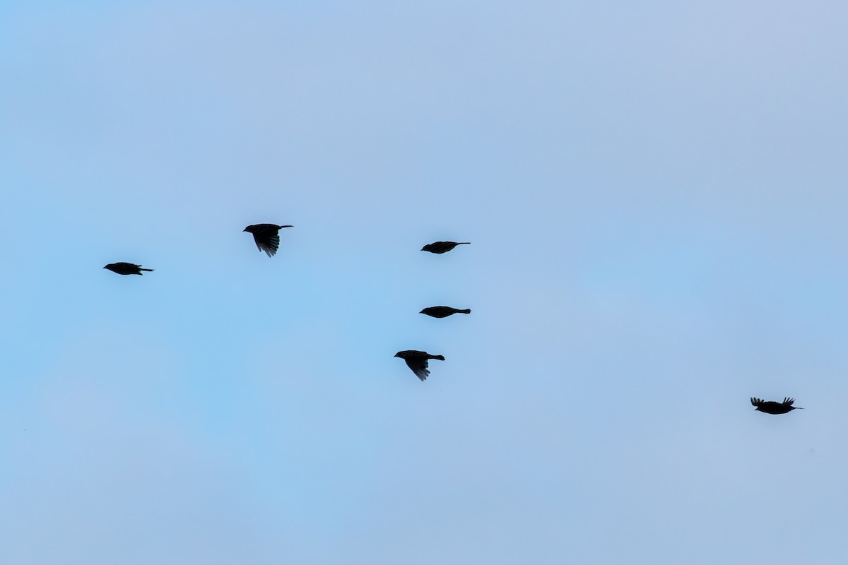 Red-winged Blackbird (Red-winged) - Andrew W.