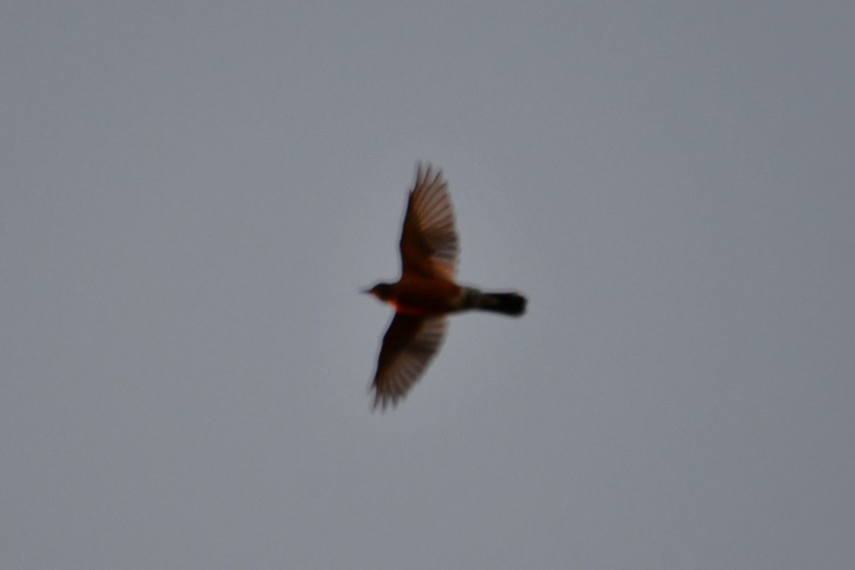 American Robin - ML623414793