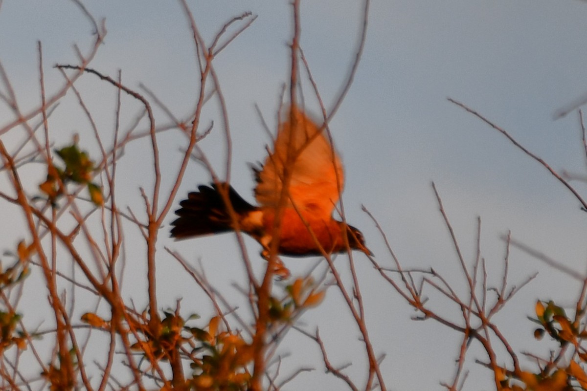 American Robin - ML623414794