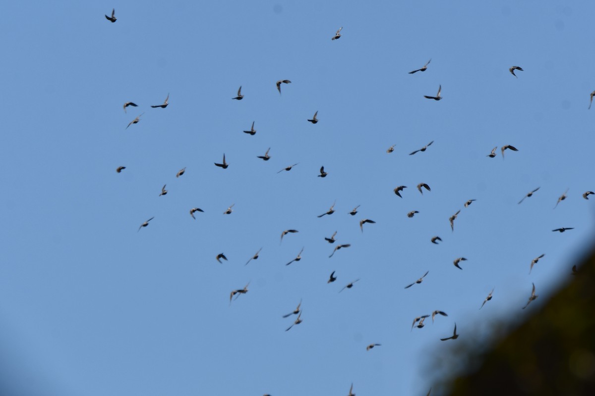 European Starling - ML623414800