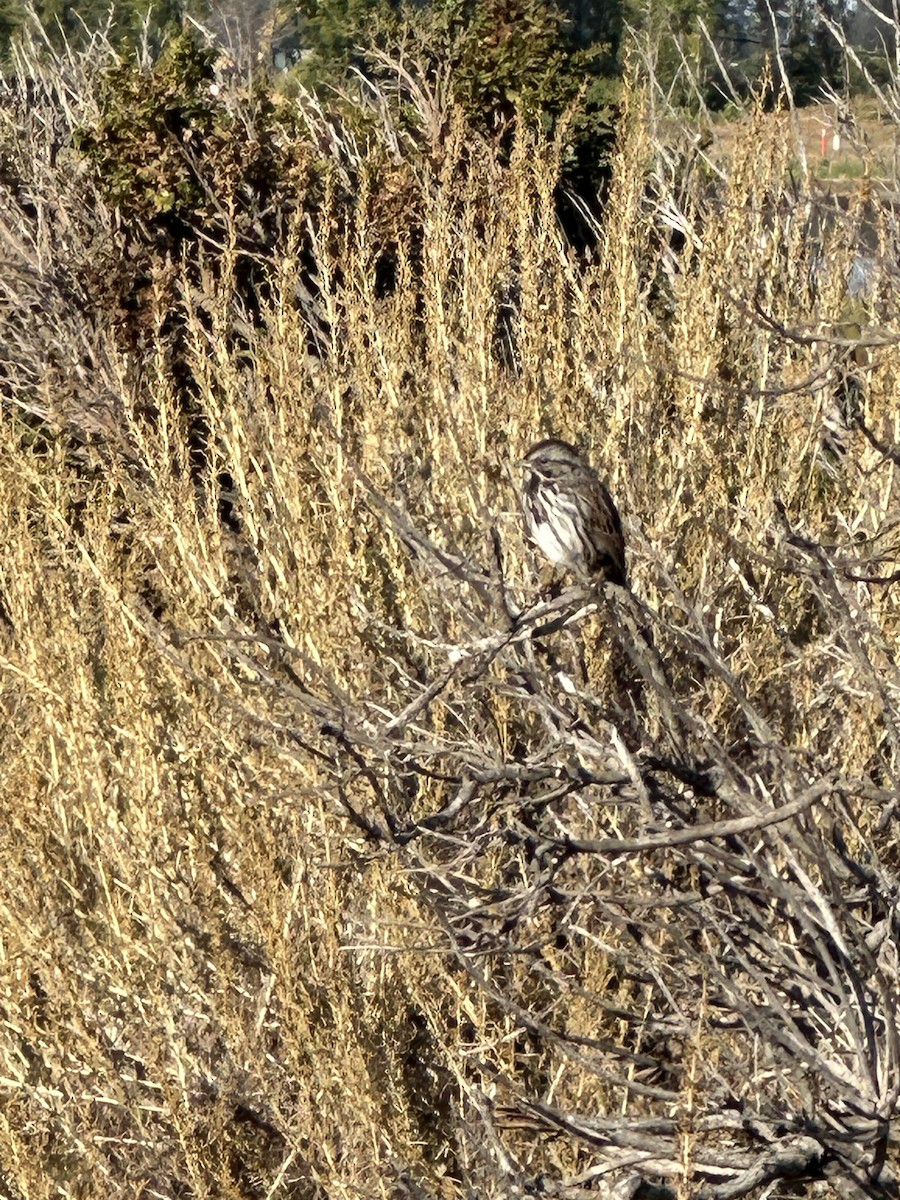 Song Sparrow - Cheryl Foster