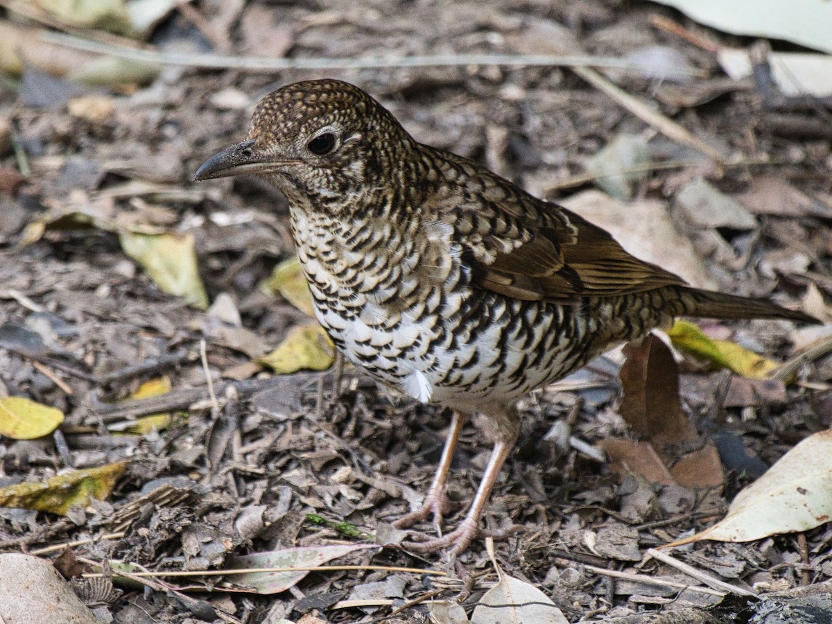 Bassian Thrush - ML623414824