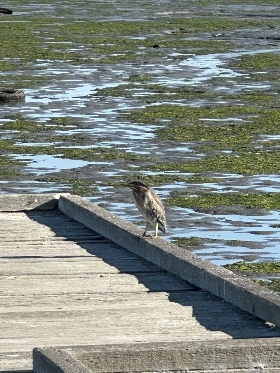 Green Heron - Cheryl Foster