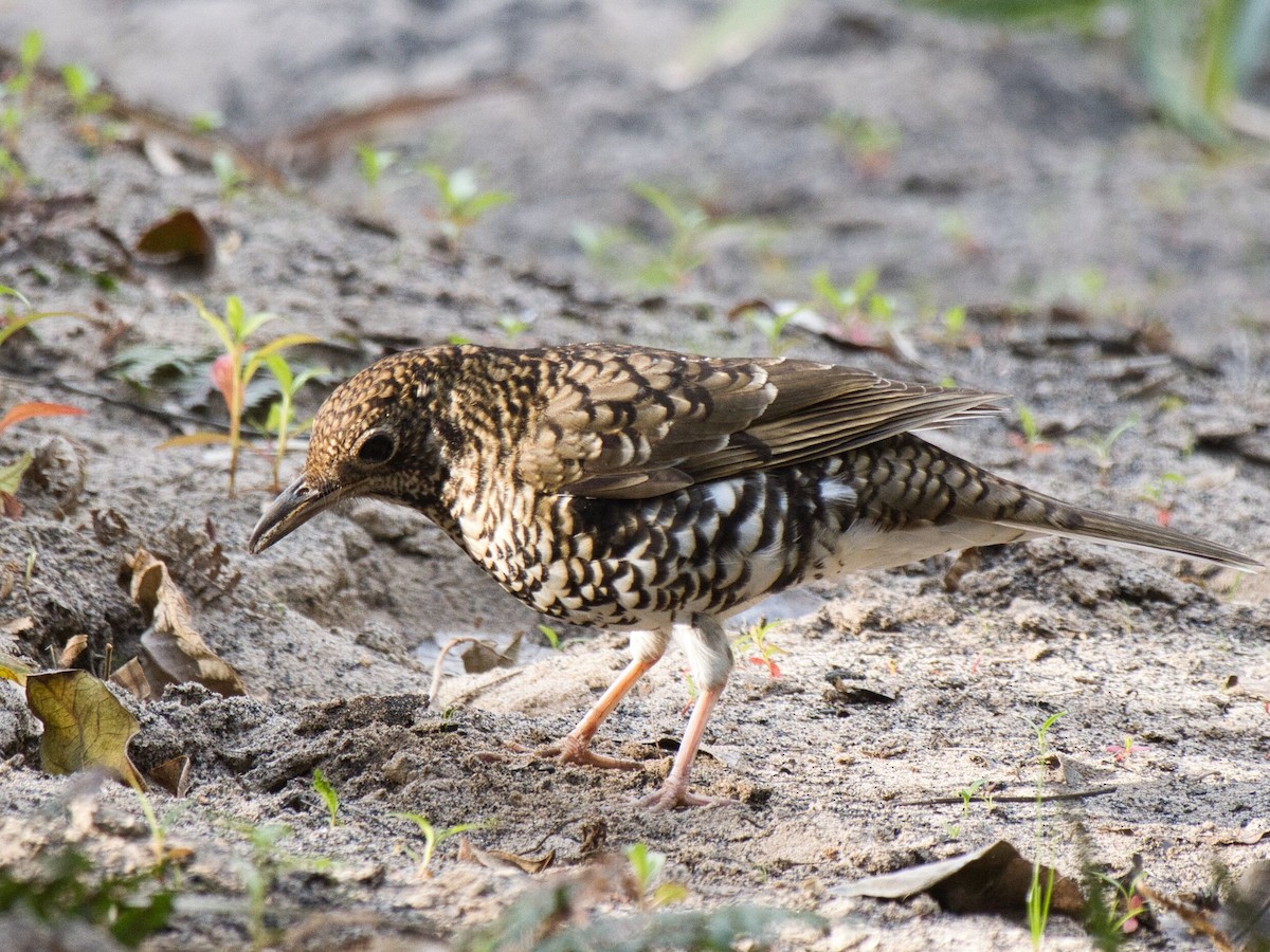 Bassian Thrush - ML623414843