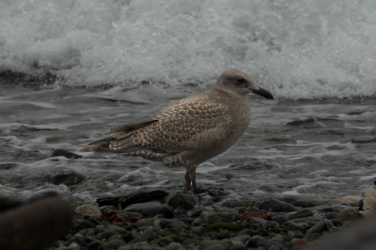 Glaucous-winged Gull - ML623414844