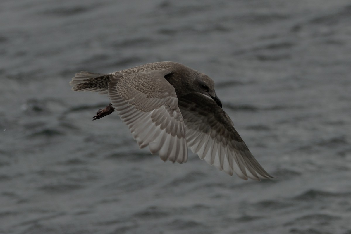 Glaucous-winged Gull - ML623414845