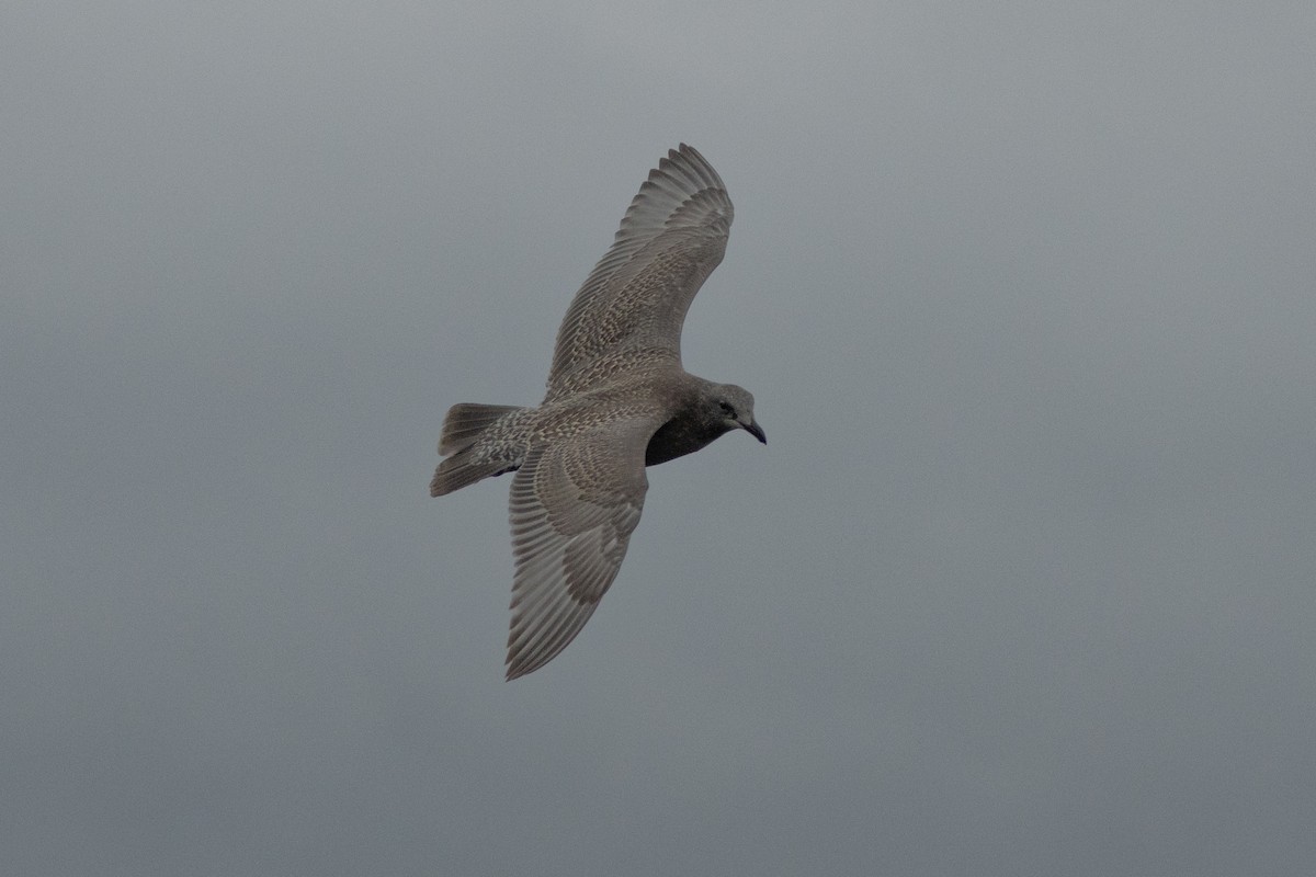 Glaucous-winged Gull - ML623414846