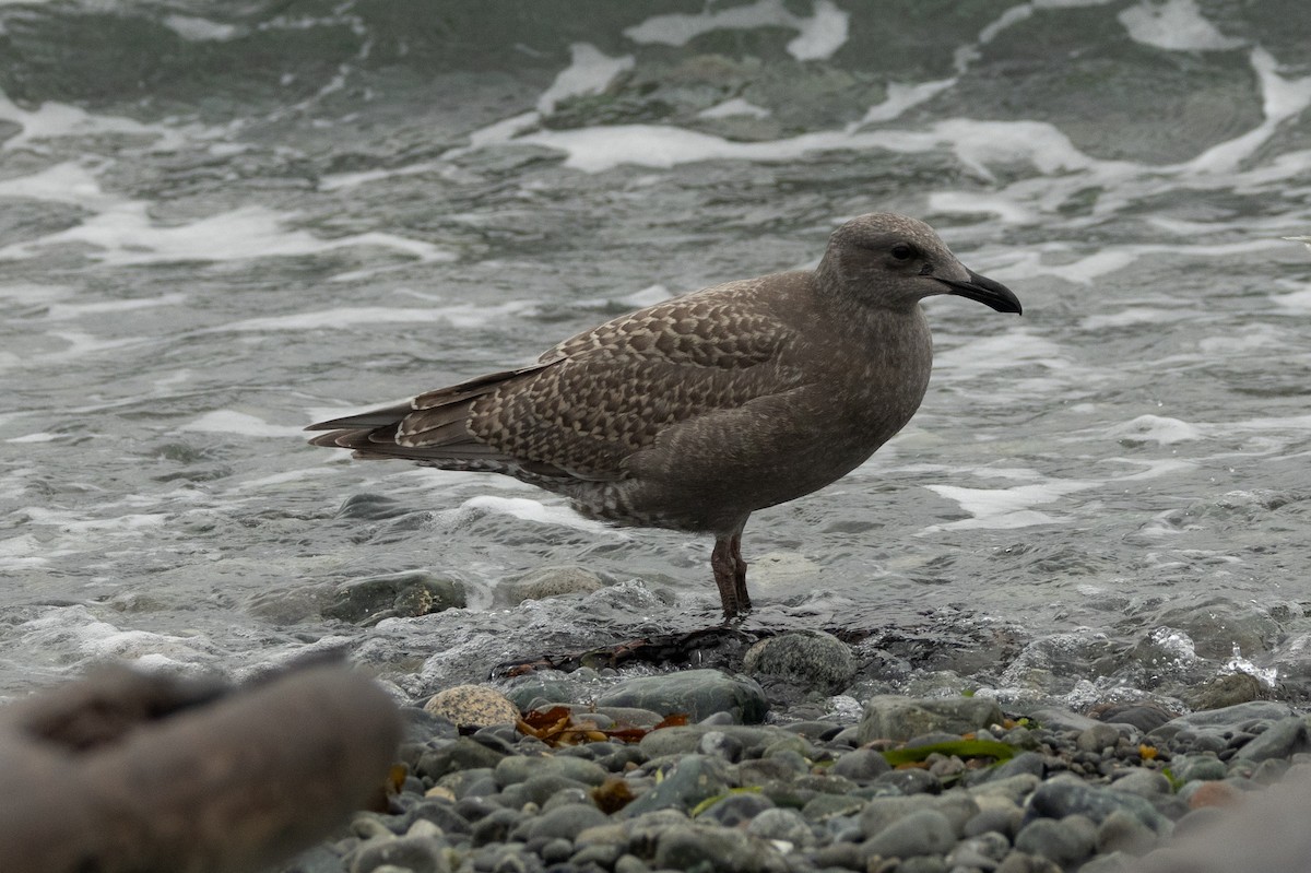 Glaucous-winged Gull - ML623414847