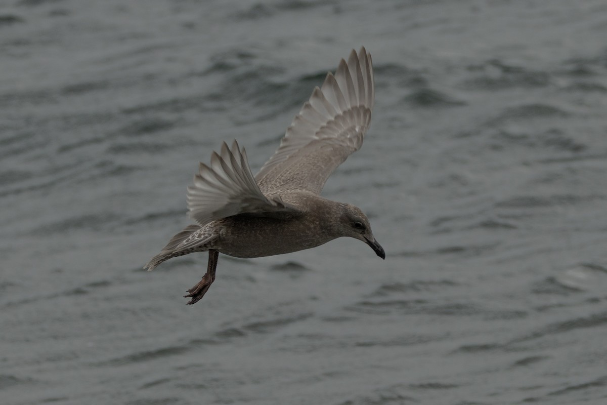 Glaucous-winged Gull - Robert Raffel