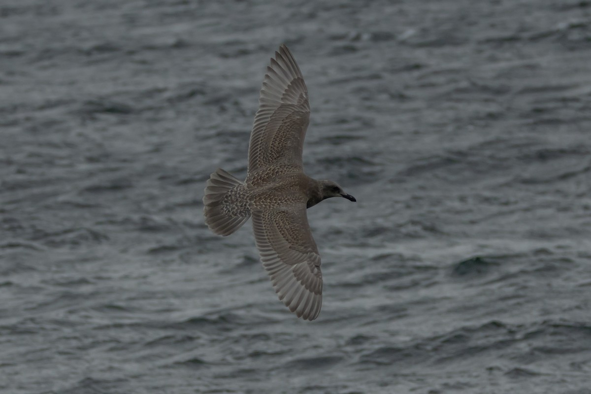 Glaucous-winged Gull - ML623414849