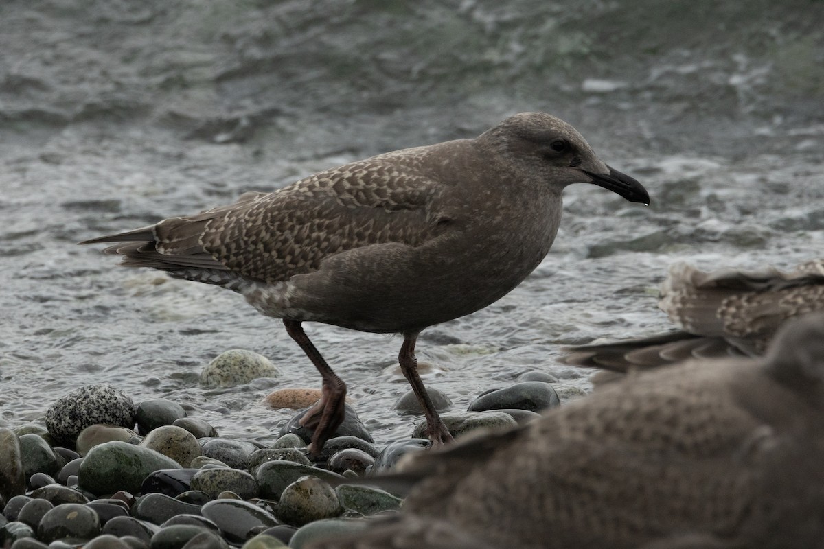 Glaucous-winged Gull - ML623414850