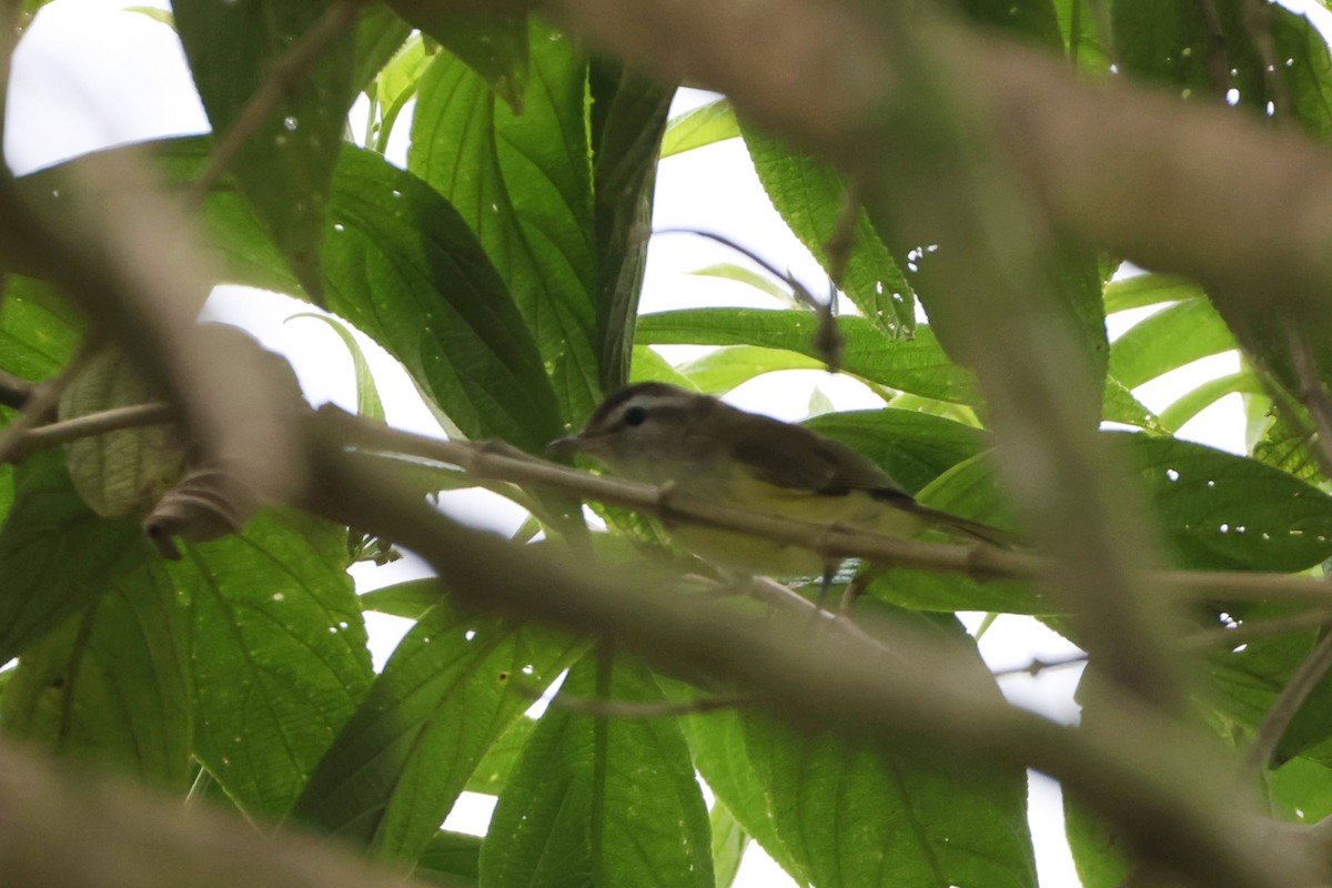 Brown-capped Vireo - ML623414854