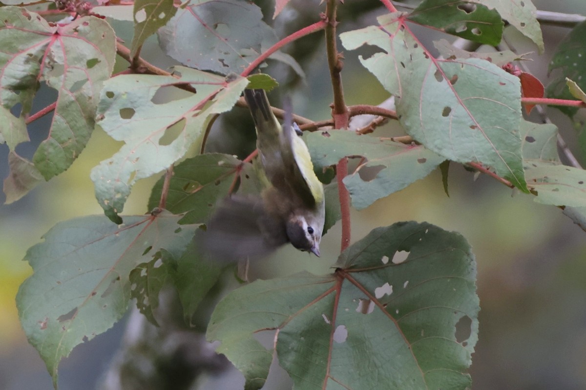 Brown-capped Vireo - Caleb Villar