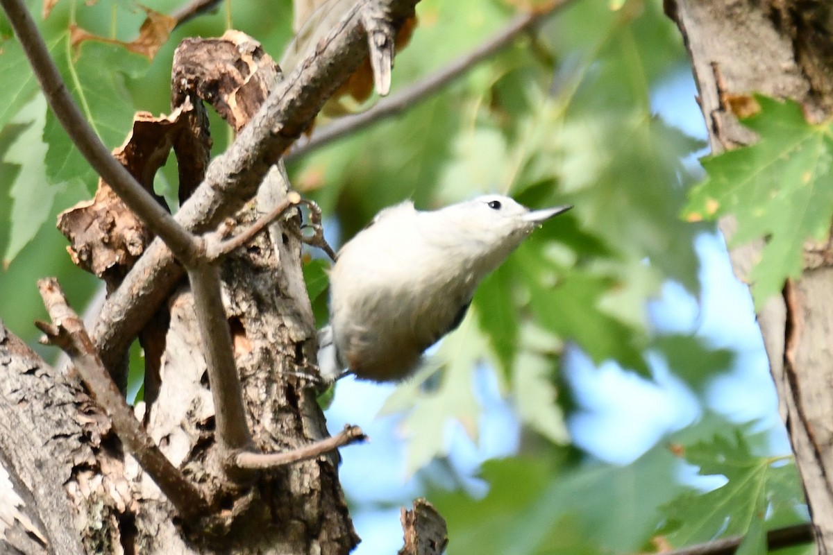 White-breasted Nuthatch - ML623414864