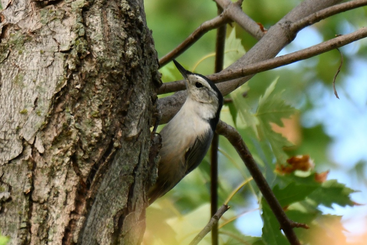 White-breasted Nuthatch - ML623414865