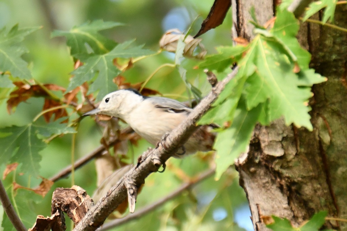 White-breasted Nuthatch - ML623414866