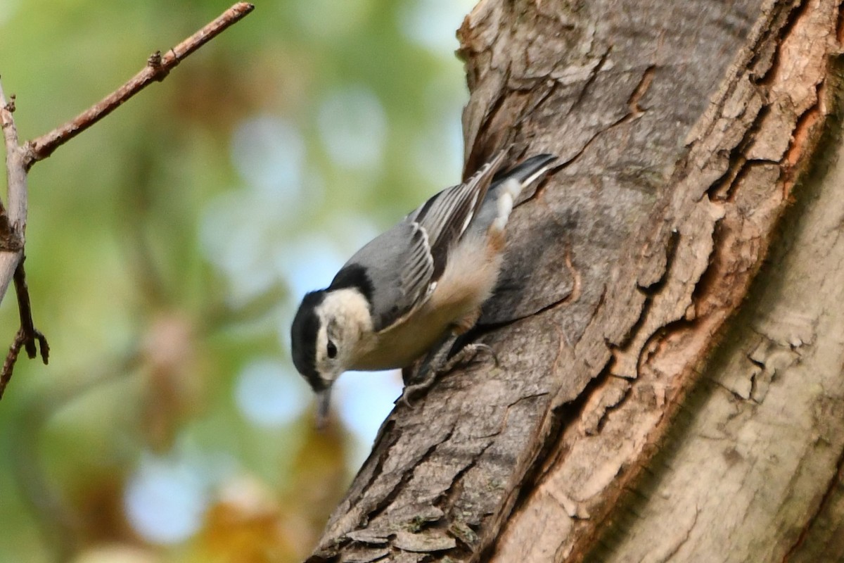 White-breasted Nuthatch - ML623414867