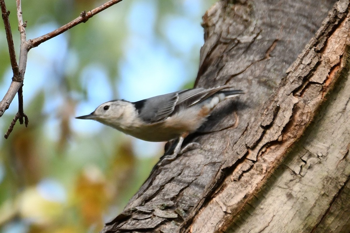 White-breasted Nuthatch - ML623414868