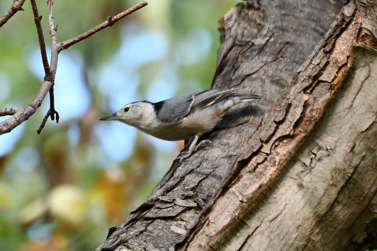 White-breasted Nuthatch - ML623414869