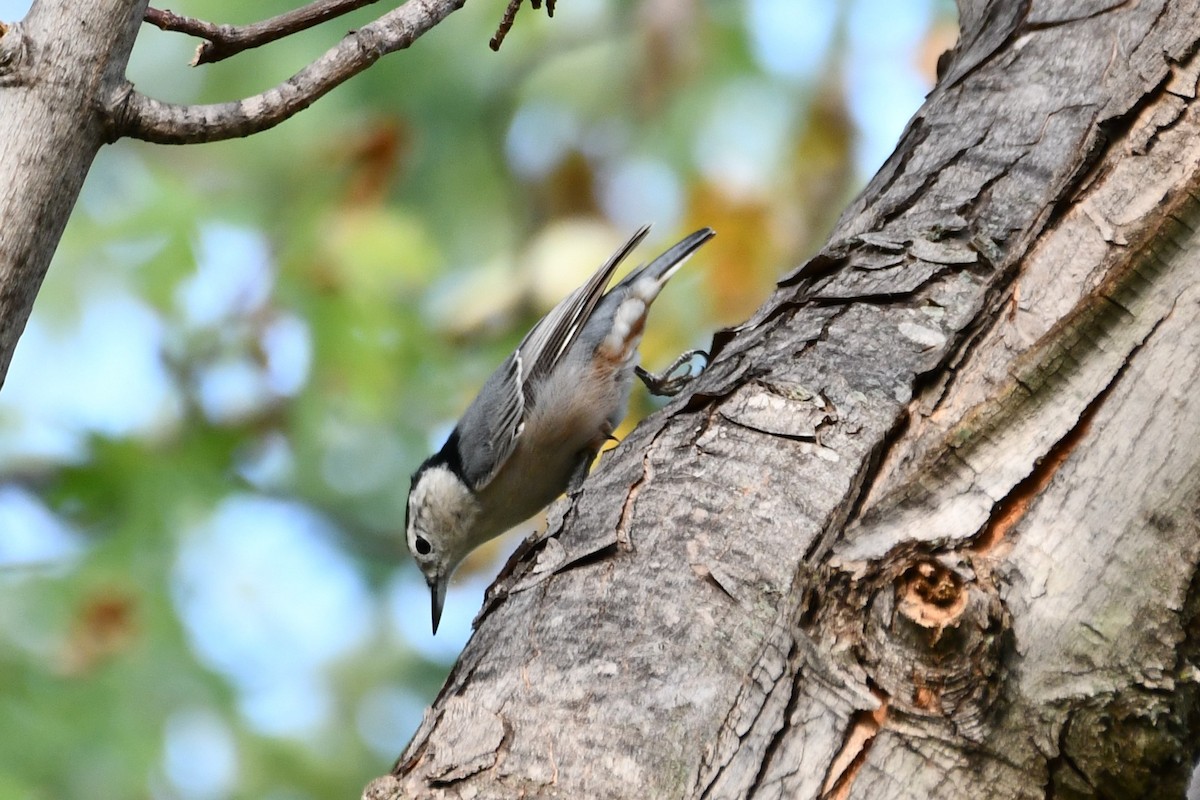 White-breasted Nuthatch - ML623414870