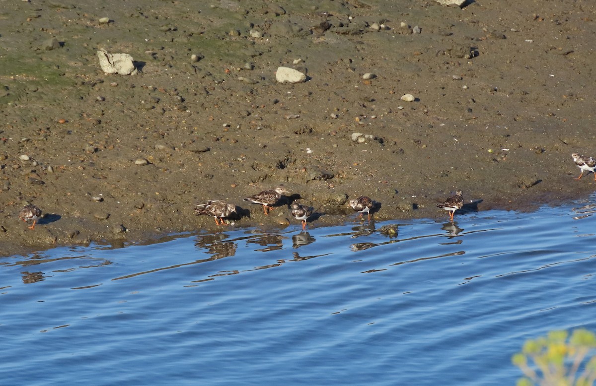 Ruddy Turnstone - Becky Turley