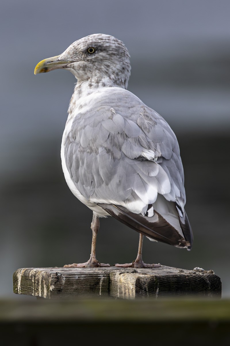 Herring Gull (American) - ML623414887