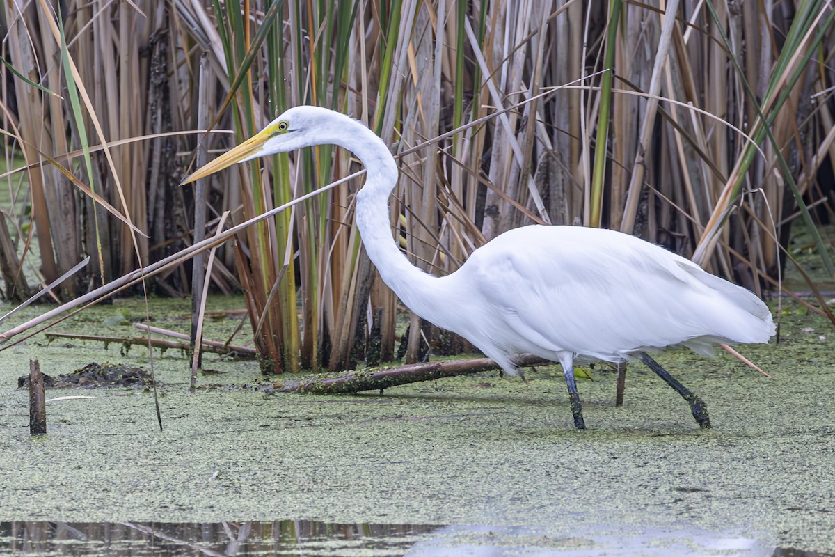 Great Egret - ML623414896