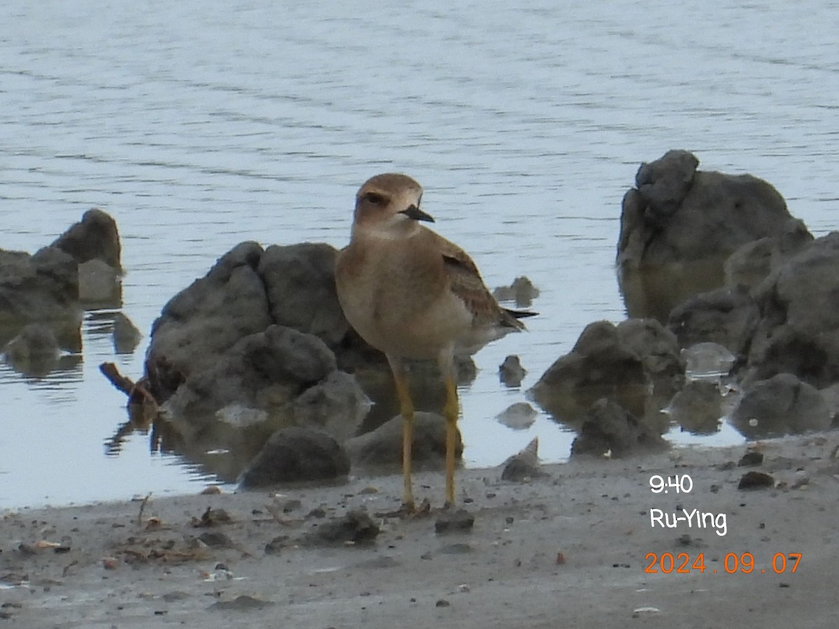 Oriental Plover - ML623414898