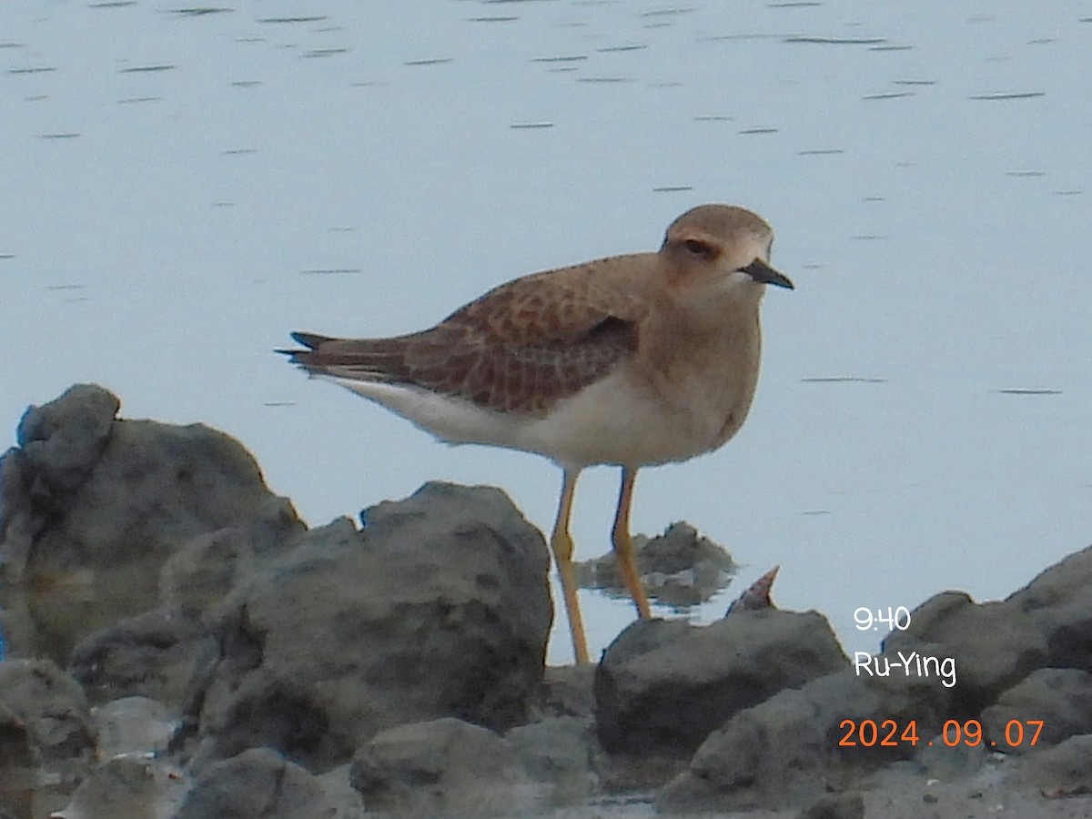 Oriental Plover - 汝櫻 陳