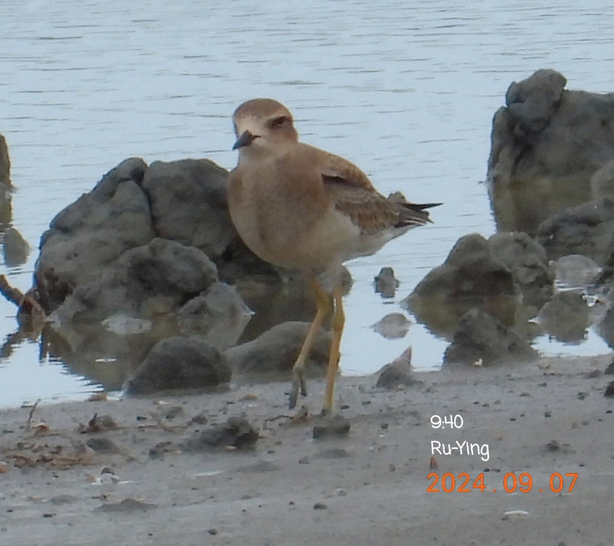 Oriental Plover - ML623414901