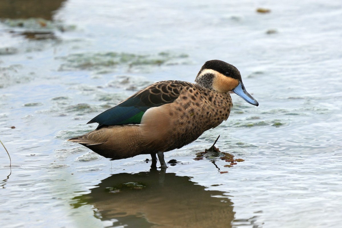 Blue-billed Teal - ML623414918