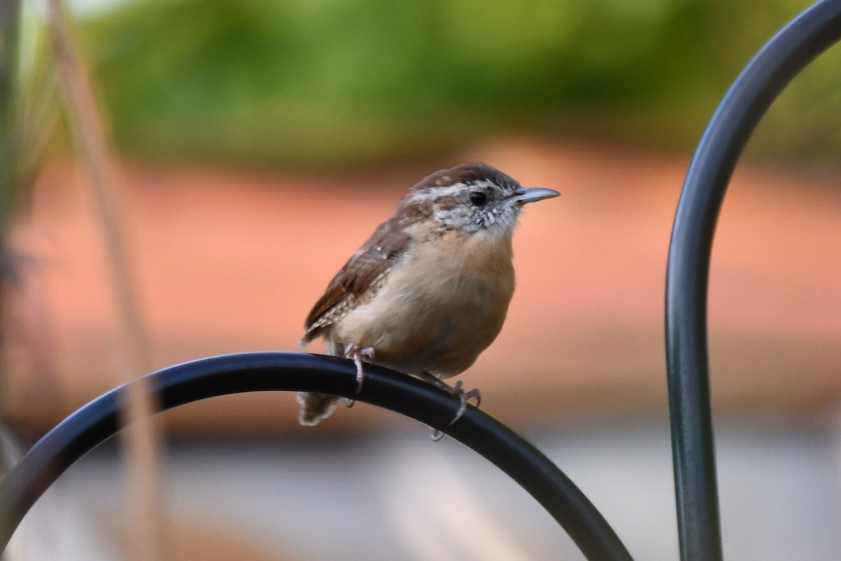 Carolina Wren - ML623414926