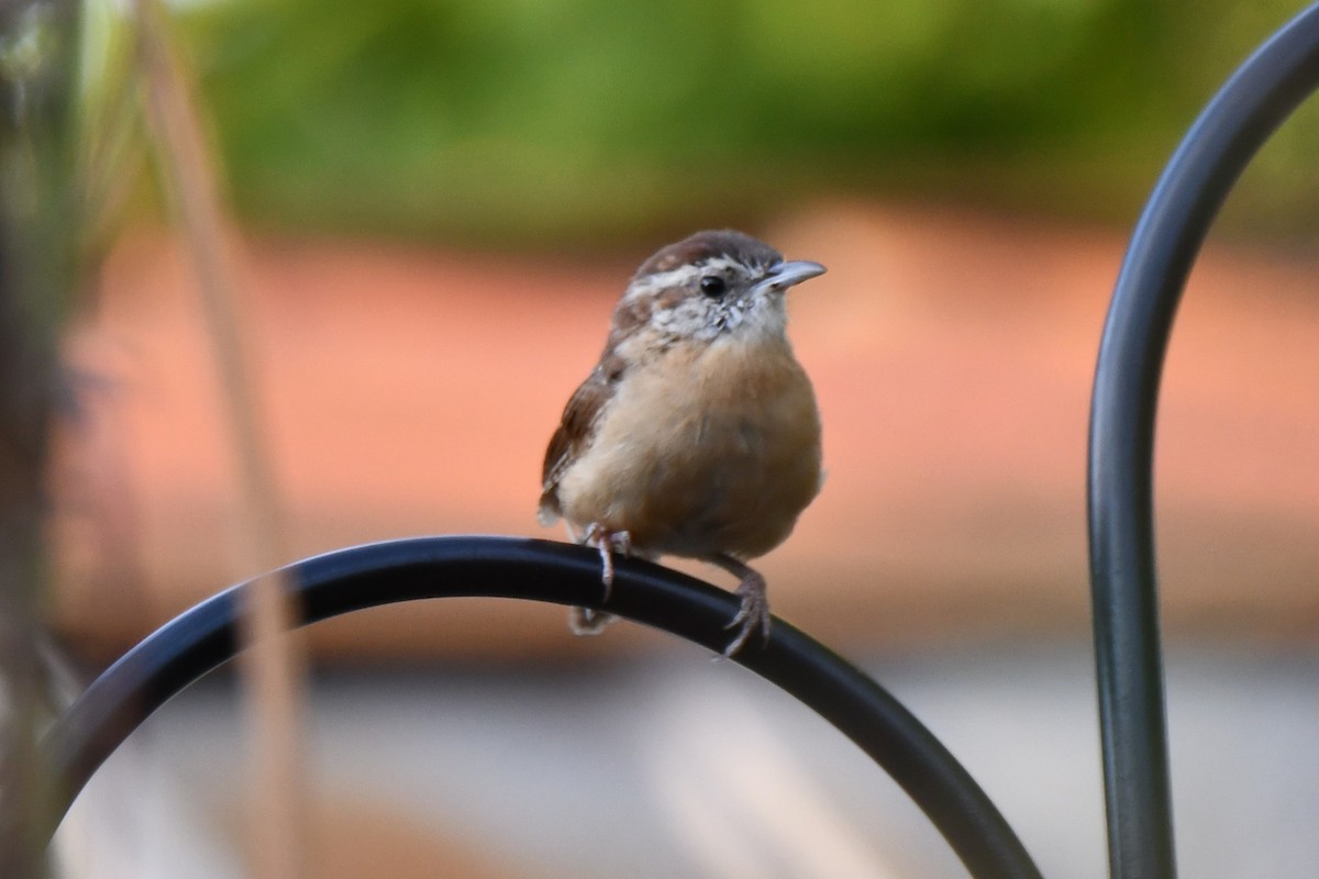 Carolina Wren - ML623414927