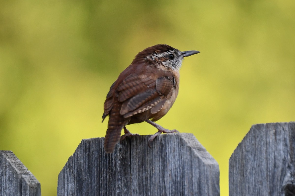 Carolina Wren - ML623414928