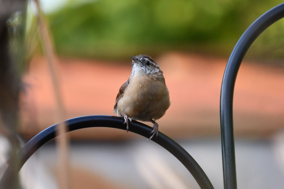 Carolina Wren - ML623414929